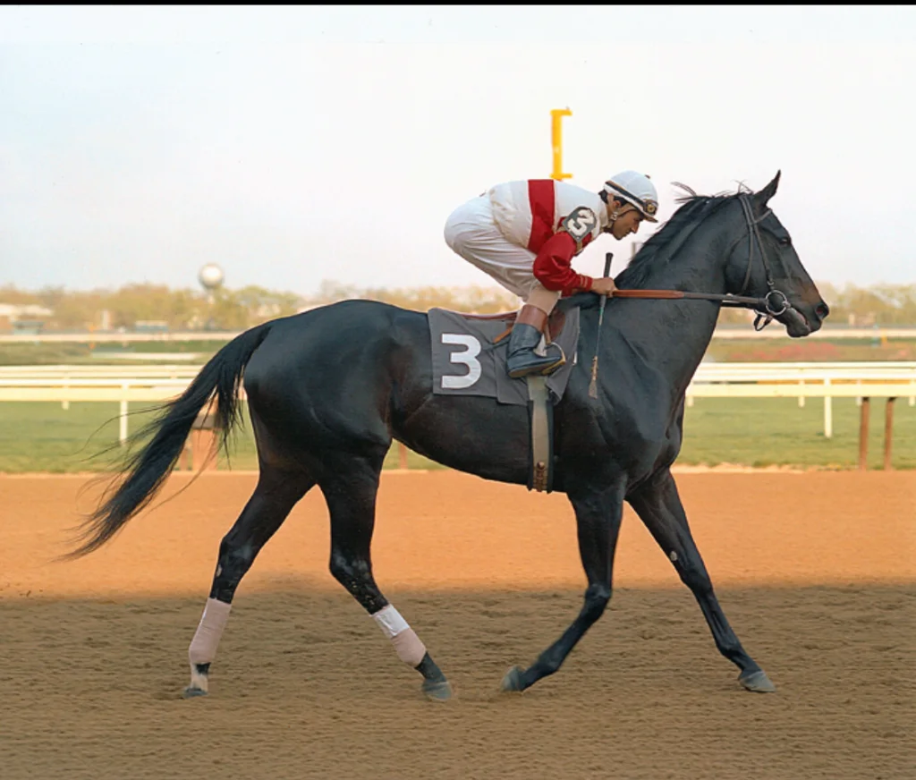 Ruffian galloping with her jockey at Aqueduct Racetrack in 1975.